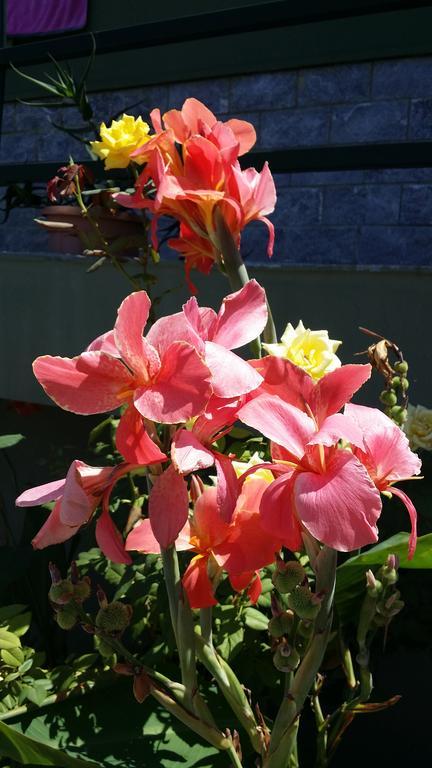 Cefalu Sweet House Of The Flowers Buitenkant foto